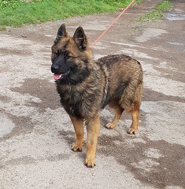 Simba young sable GSD looking for a home