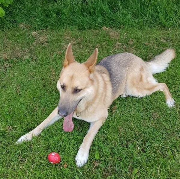 Sonny the GSD needs a new home