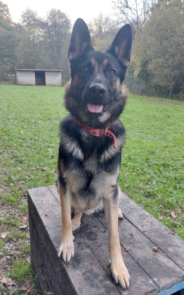 Handsome Spruce young GSD looking for a new home
