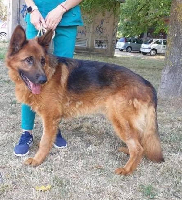 Young GSD Tango needs a home