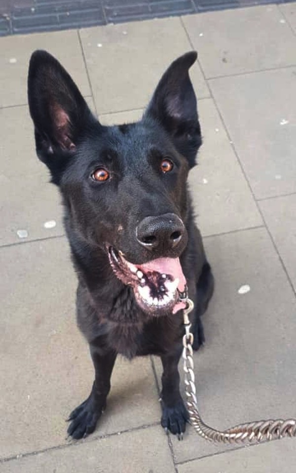 Tara black GSD who needs a new home