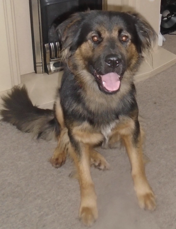 Tess GSD Newfoundland cross needs a new home