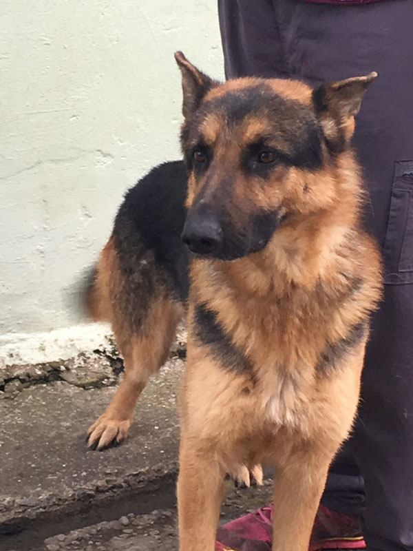 Thor young GSD looking for a new home