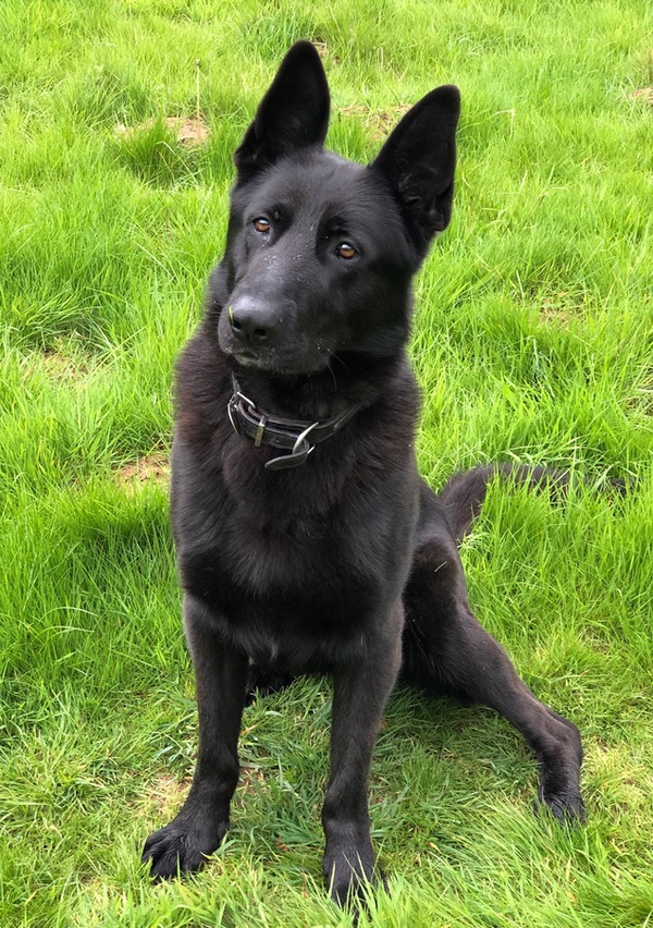 Thorin large black GSD looking for a new home