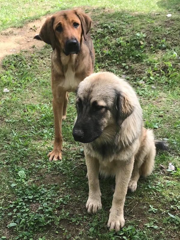 Timo and Tali two stray dogs that need a home