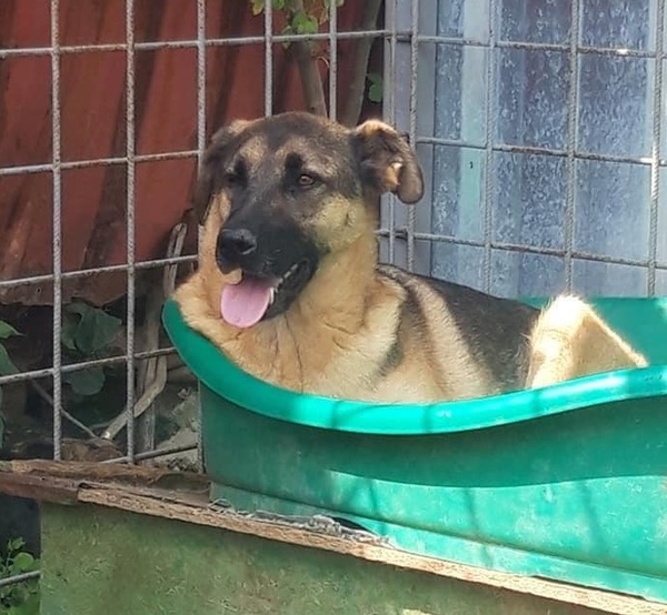 Troy Romanian Rescue GSD needs a new home