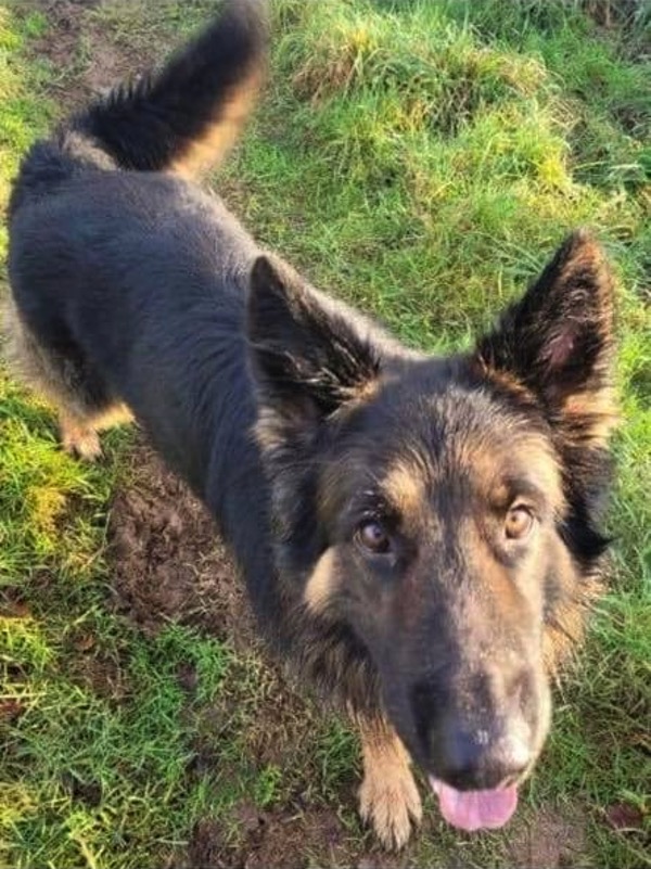 Wilson GSD needs a new home