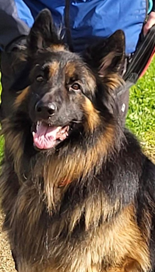 Winston handsome long coated male GSD