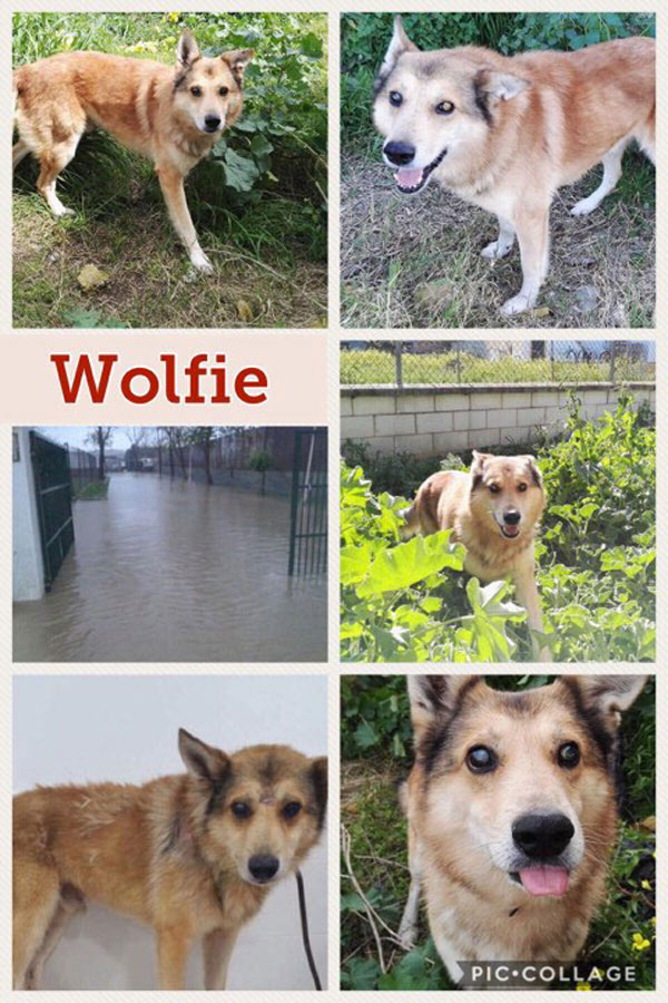 Wolfie before coming to the UK