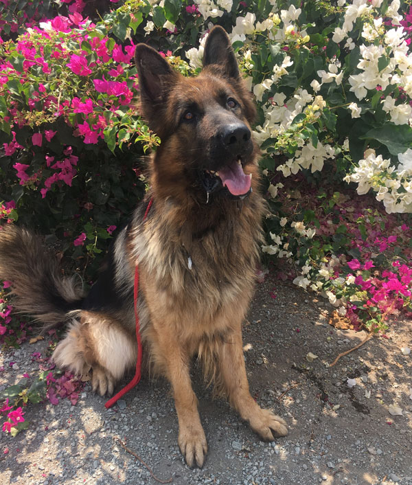 handsome GSD Zak