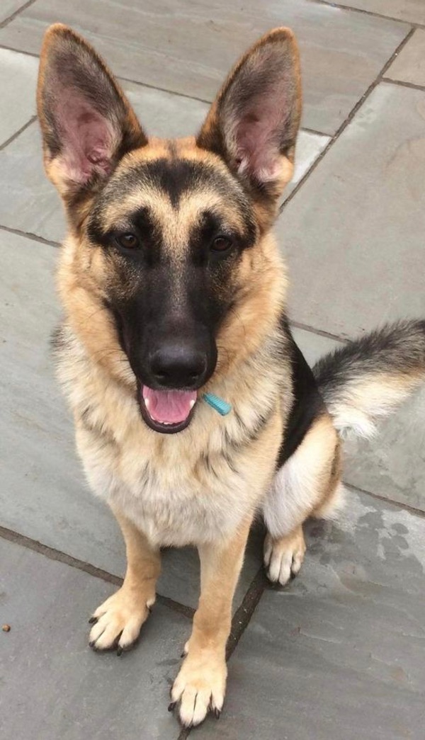 Zelda young female GSD needs a new home